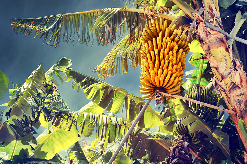Lire la suite à propos de l’article La Compagnie fruitière met le cap sur l’agriculture biologique pour ces bananeraies en Afrique